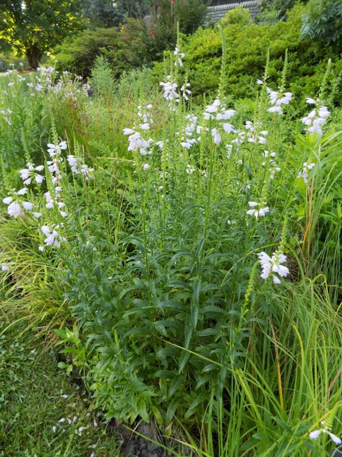 Obedient Plant (Miss Manners) | MSD